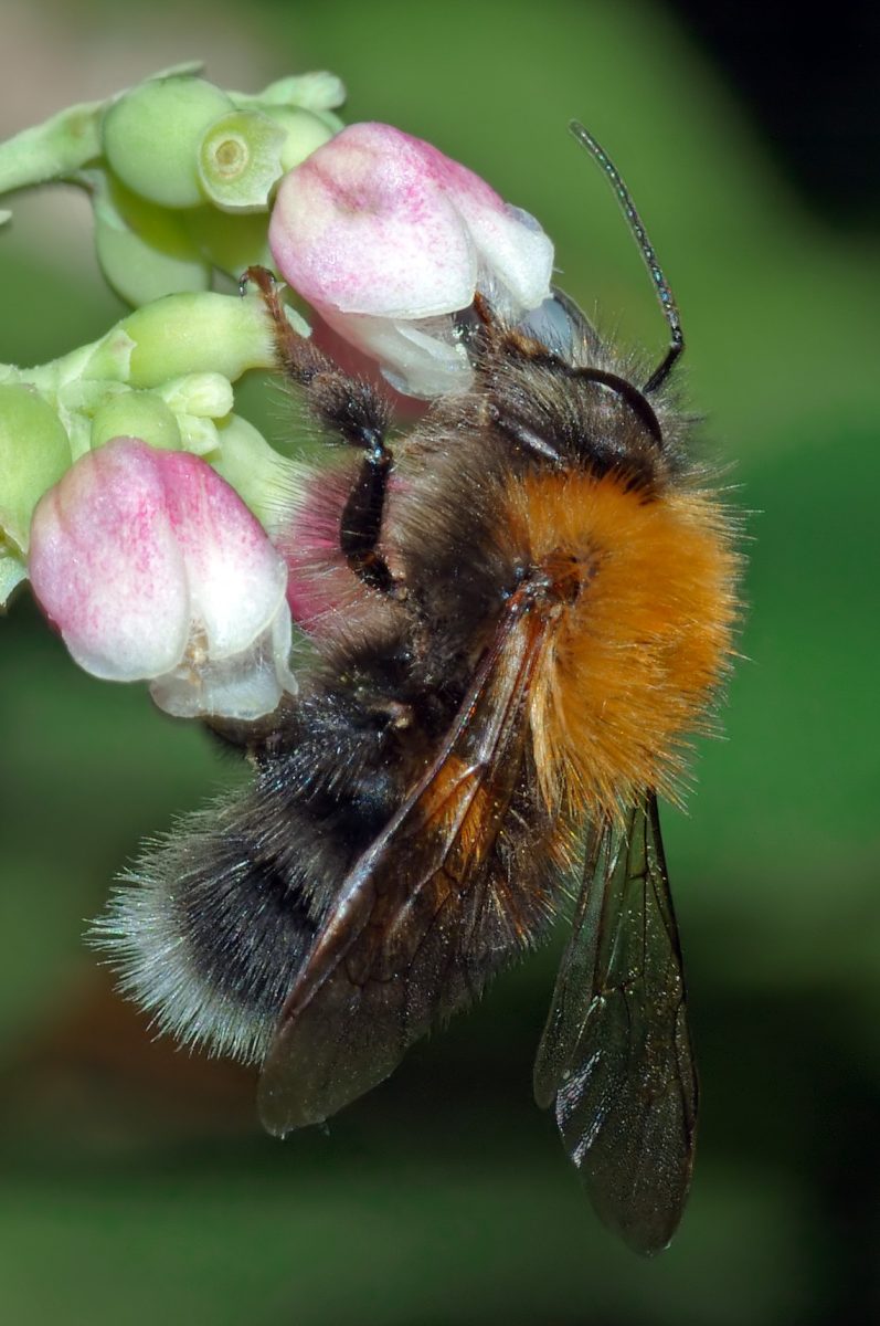 Boomhommel