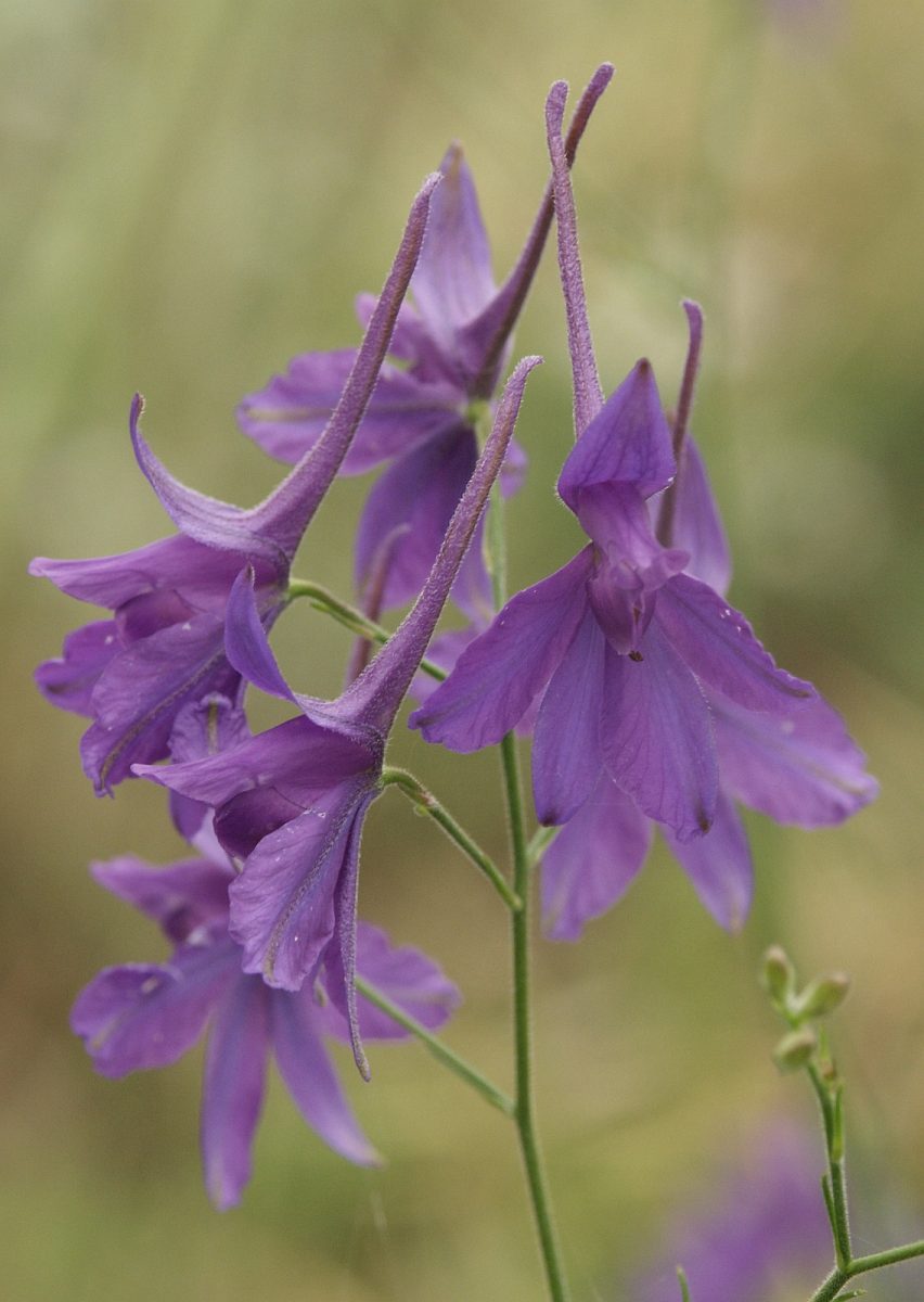 wilde ridderspoor