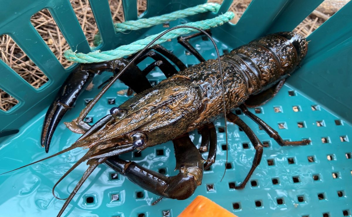 Cherax tenuimanus