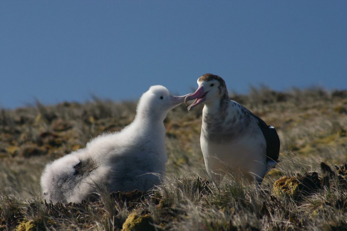 Amsterdameilandalbatros