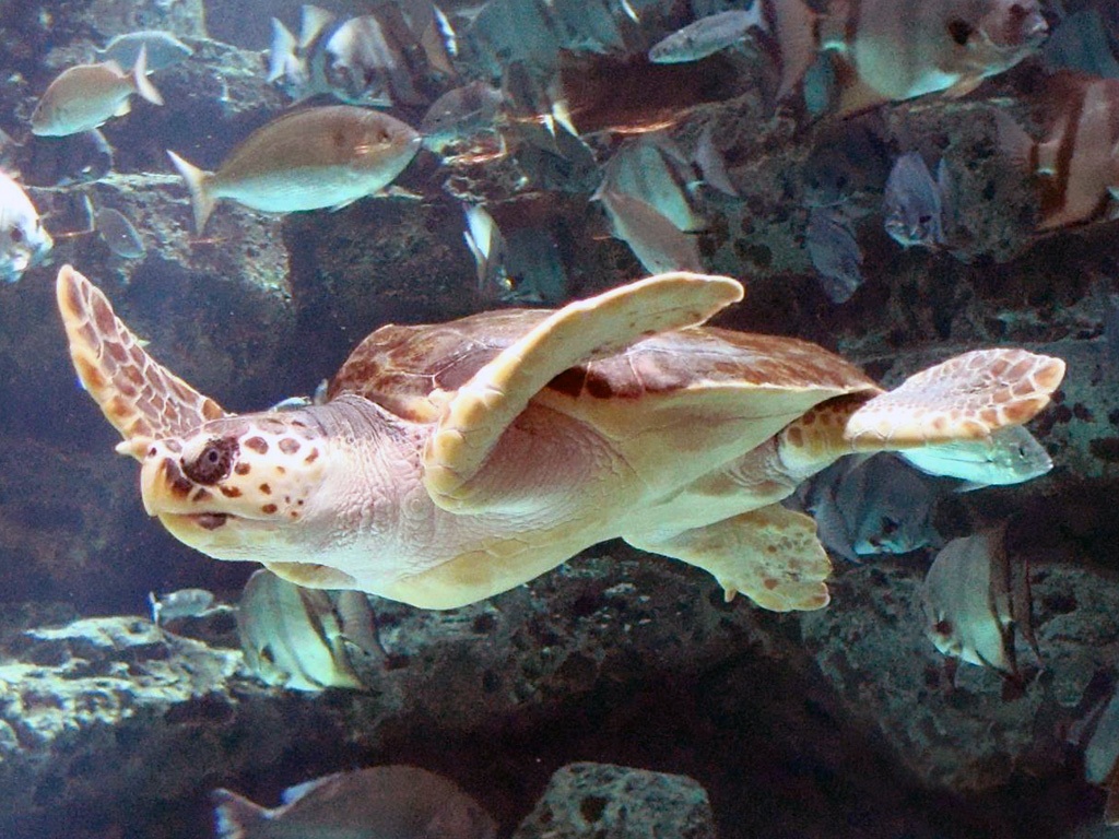 onechte karetschildpad
