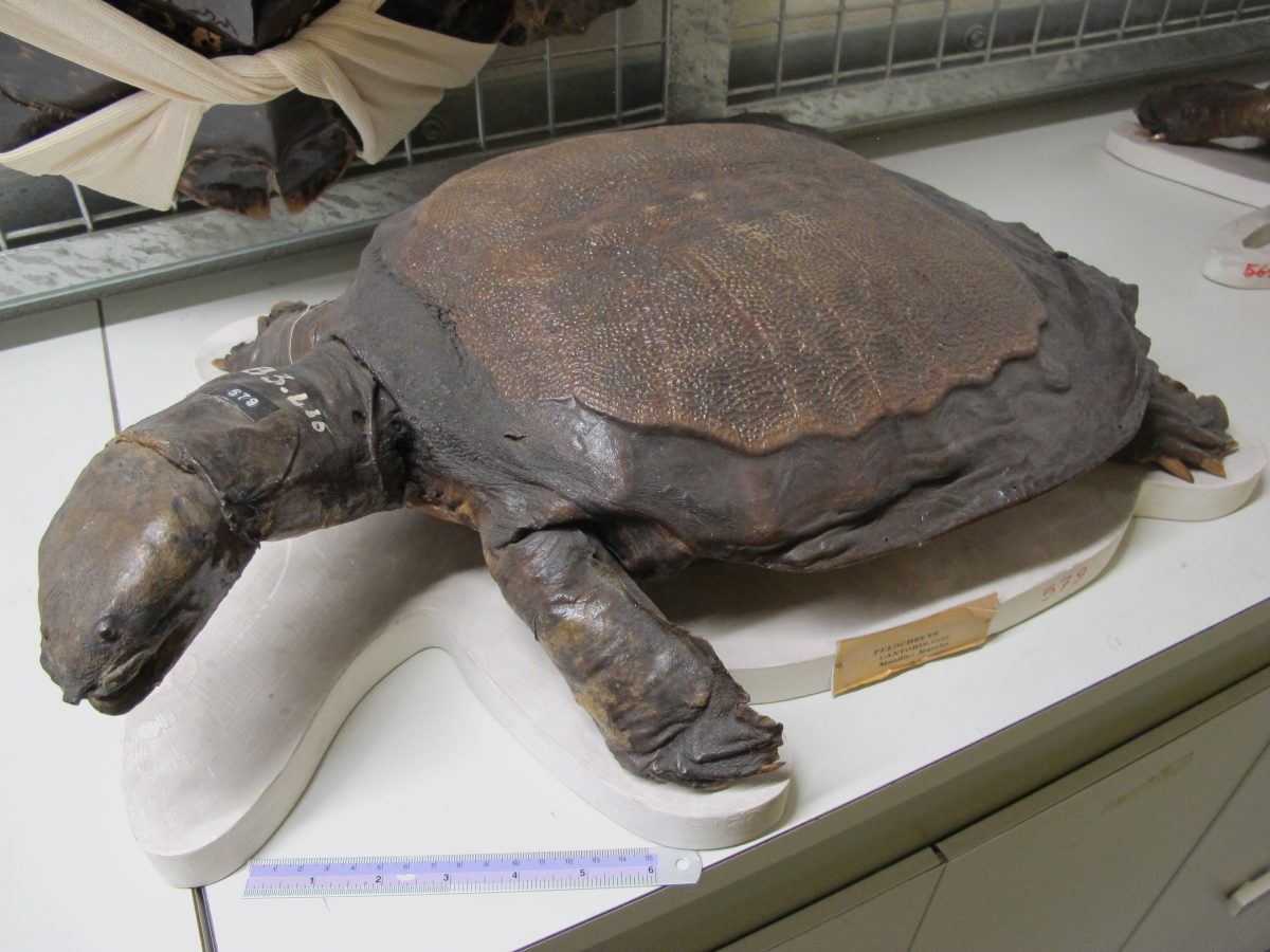 Bibrons reuzenweekschildpad