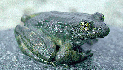 Rana boylii