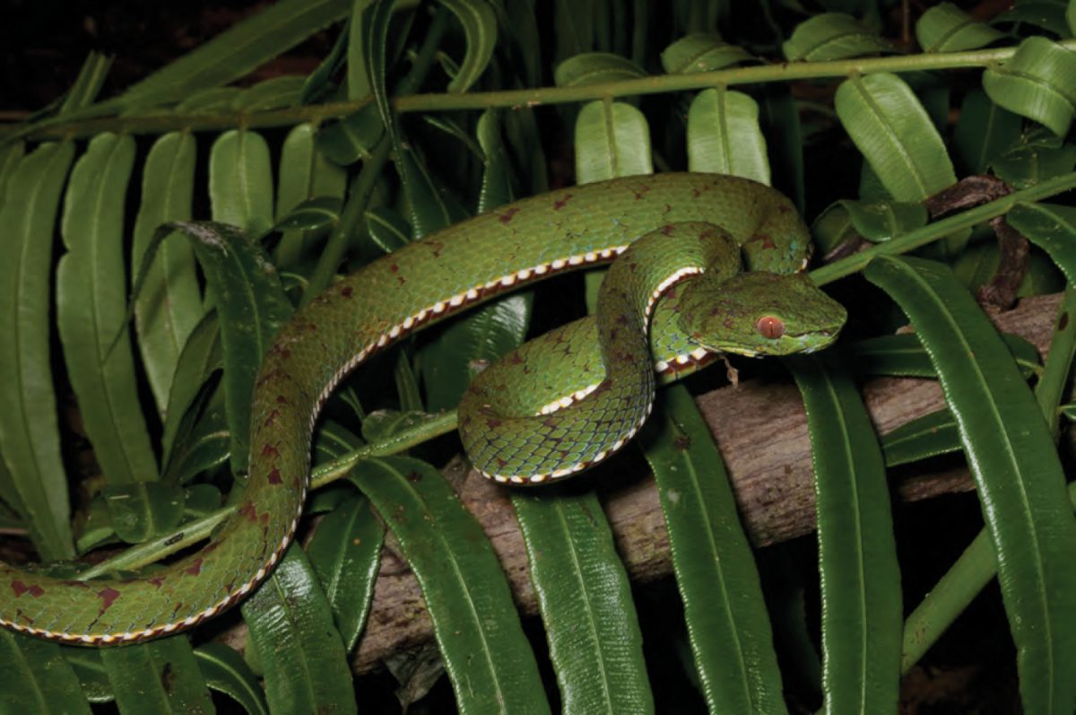 Trimeresurus flavomaculatus