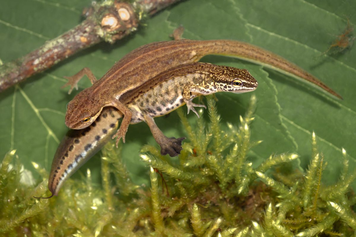 vinpootsalamander