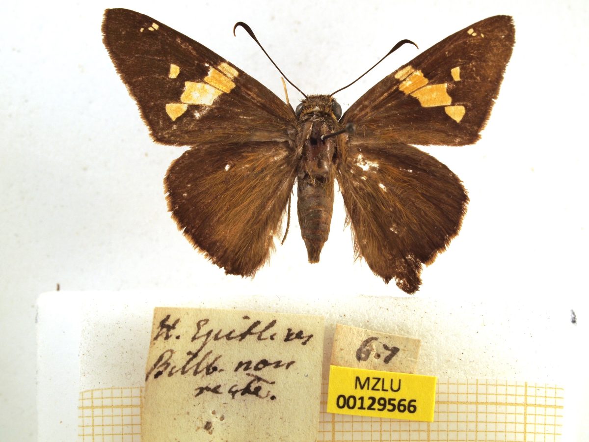 Epargyreus zestos