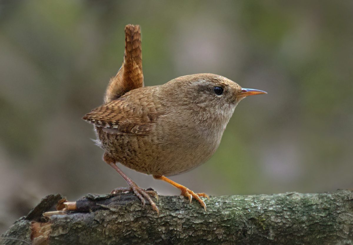 Troglodytes troglodytes