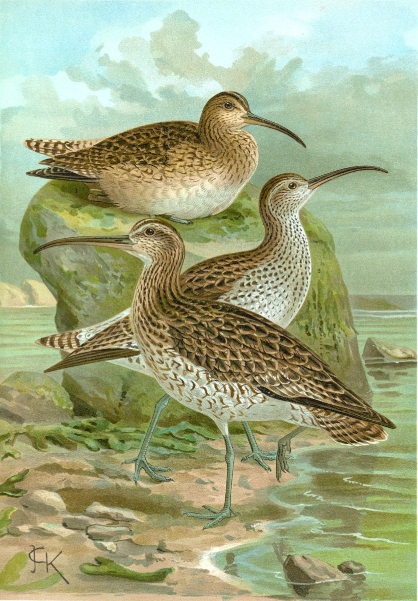 Dunbekwulp