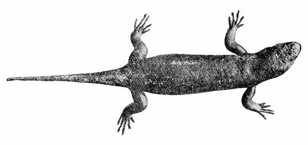 Chioninia coctei