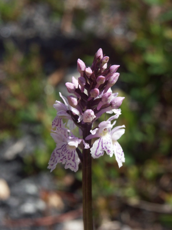 Dactylorhiza maculata