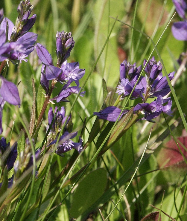 gewone vleugeltjesbloem