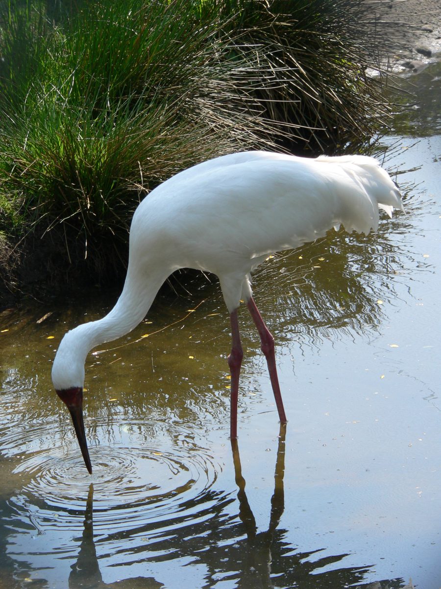 Leucogeranus leucogeranus