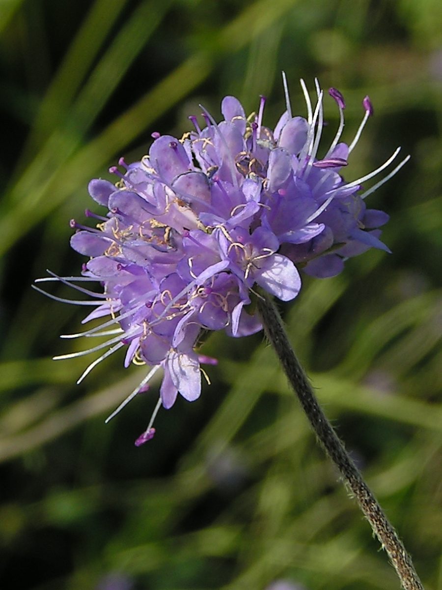 Succisa pratensis