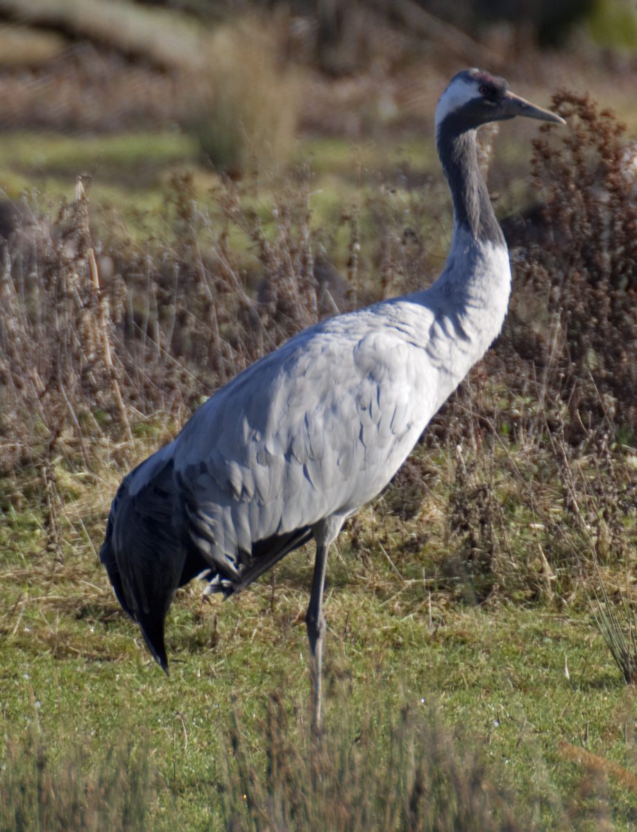 kraanvogel