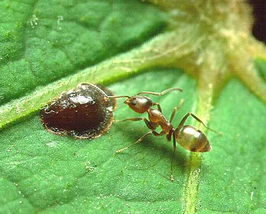 Linepithema humile