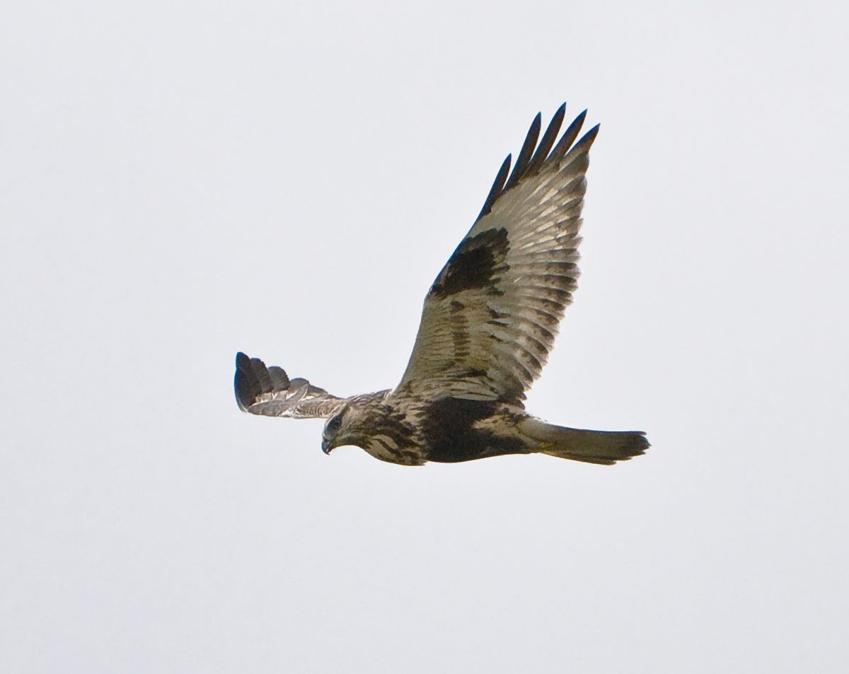 ruigpootbuizerd