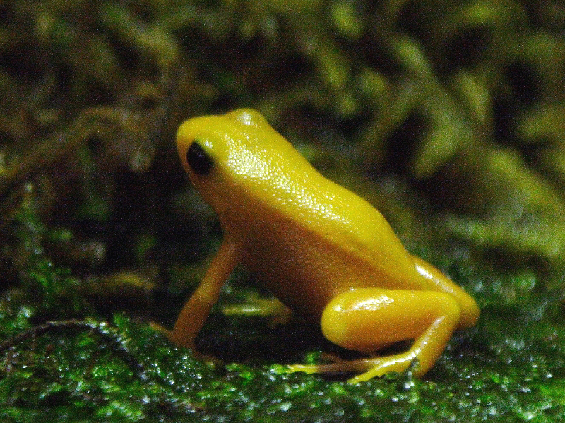 gouden mantella