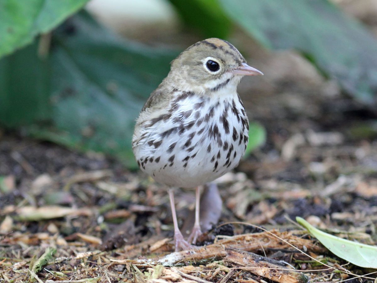Ovenvogel