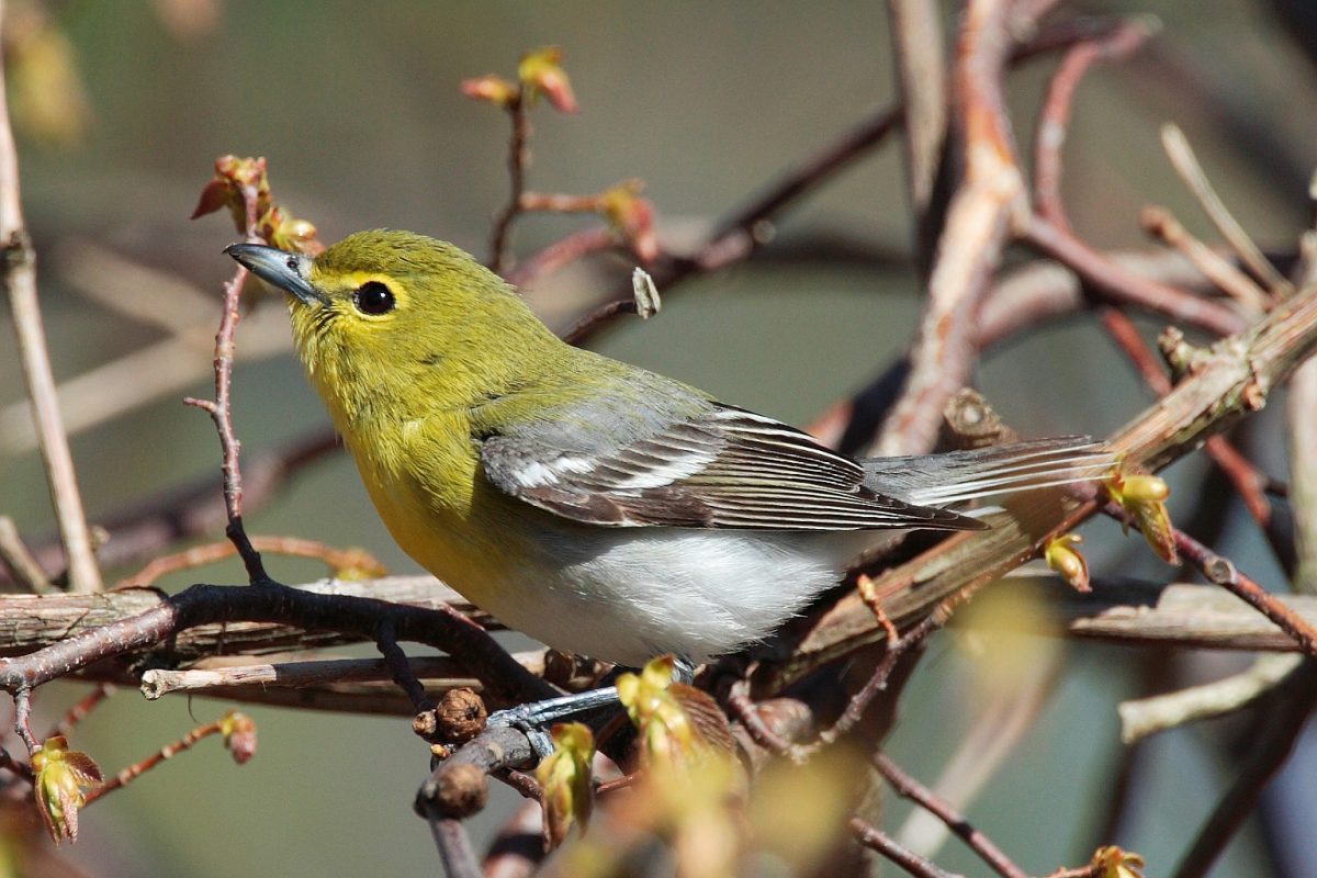 Geelborst vireo