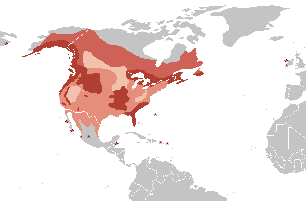 Amerikaanse zeearend