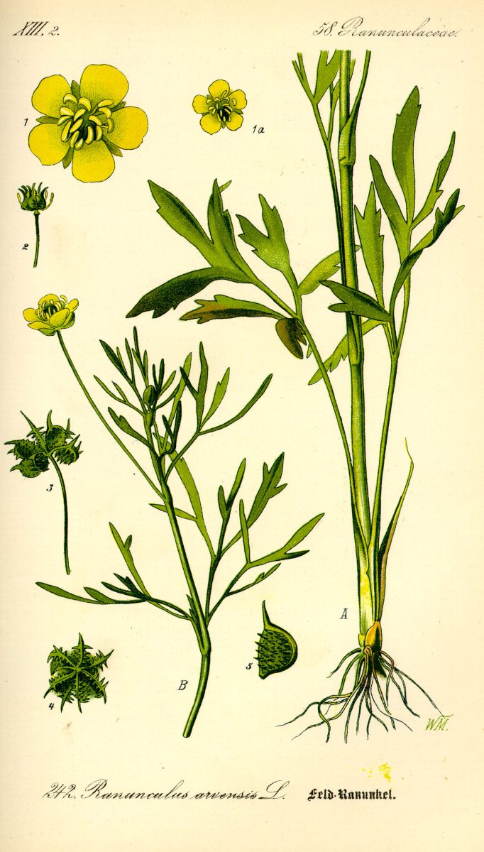 Akkerboterbloem