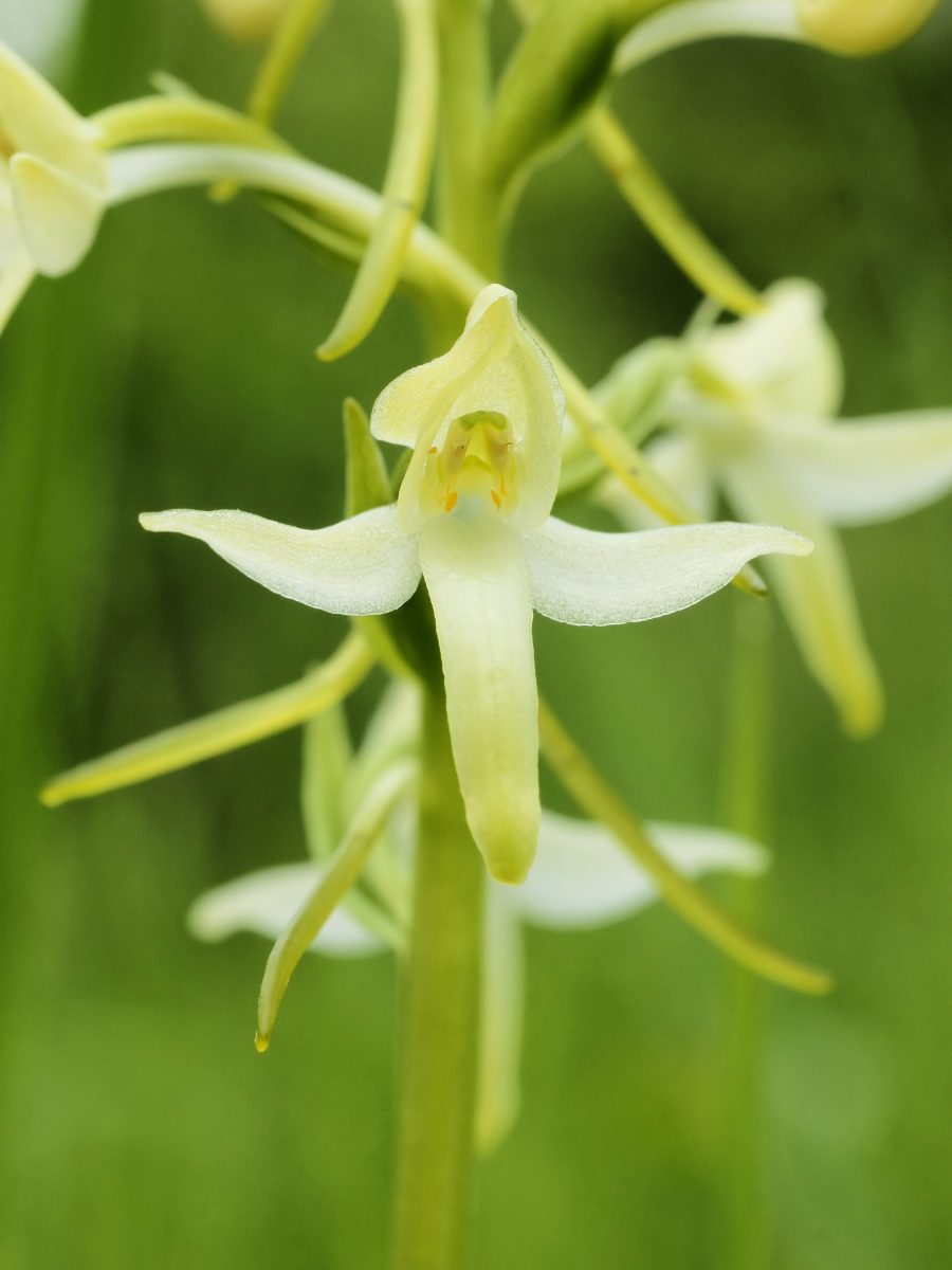 welriekende nachtorchis