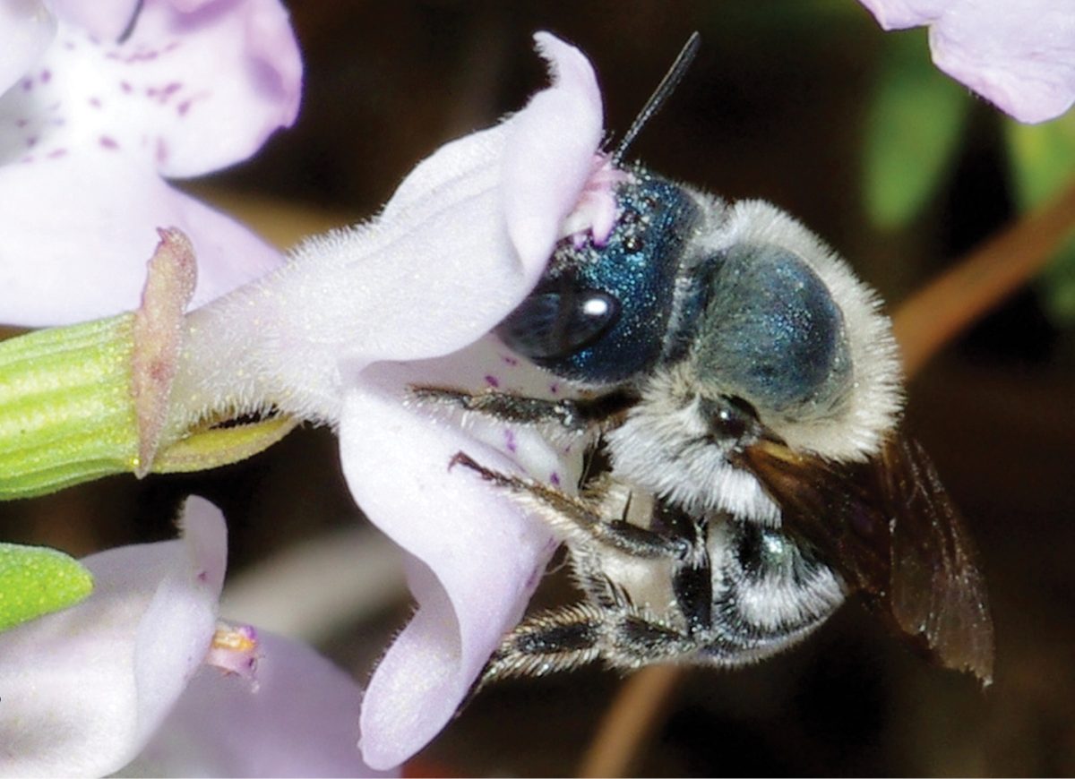 Osmia calaminthae