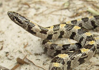 Lampropeltis extenuatum