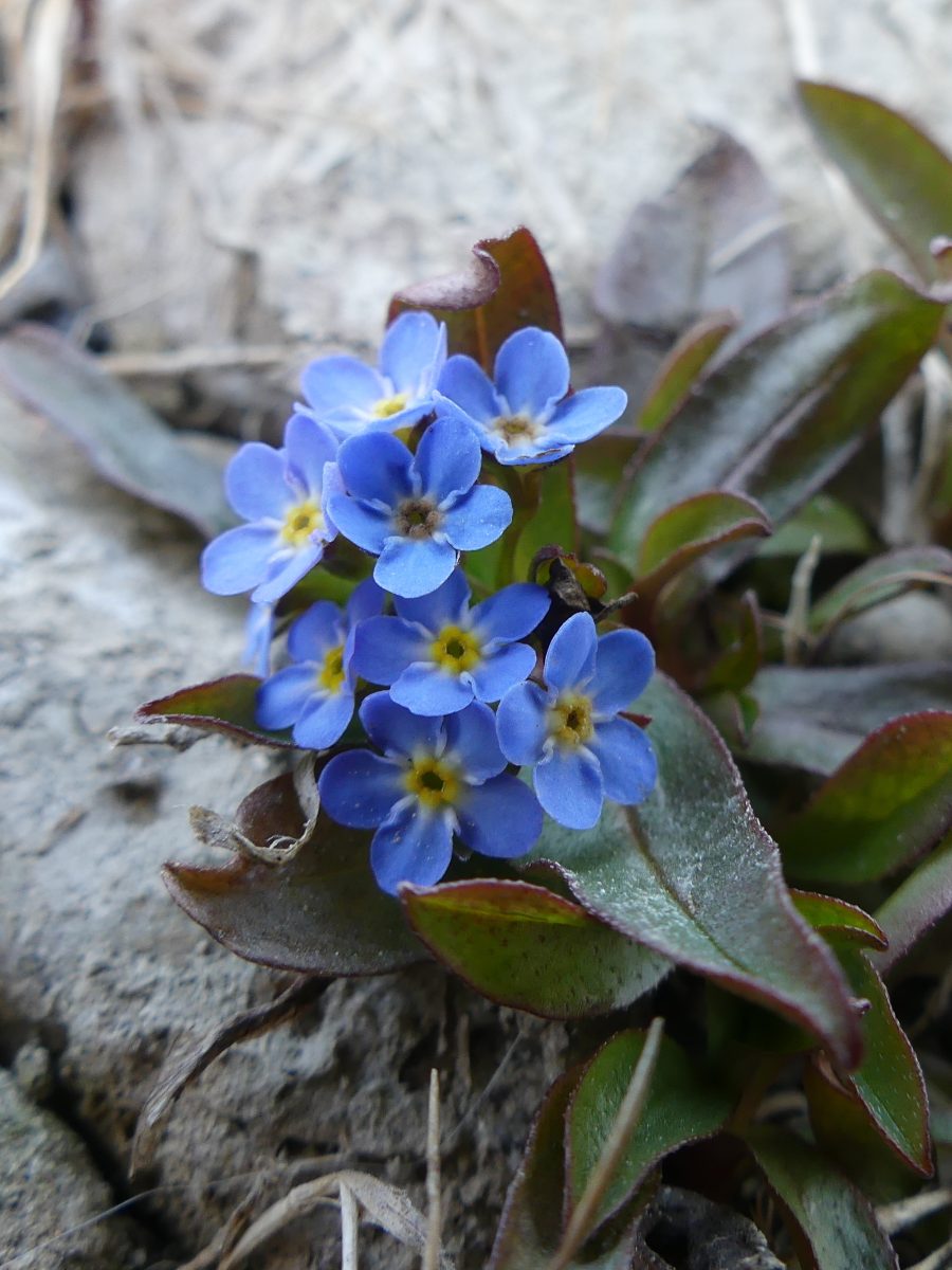 Myosotis rehsteineri