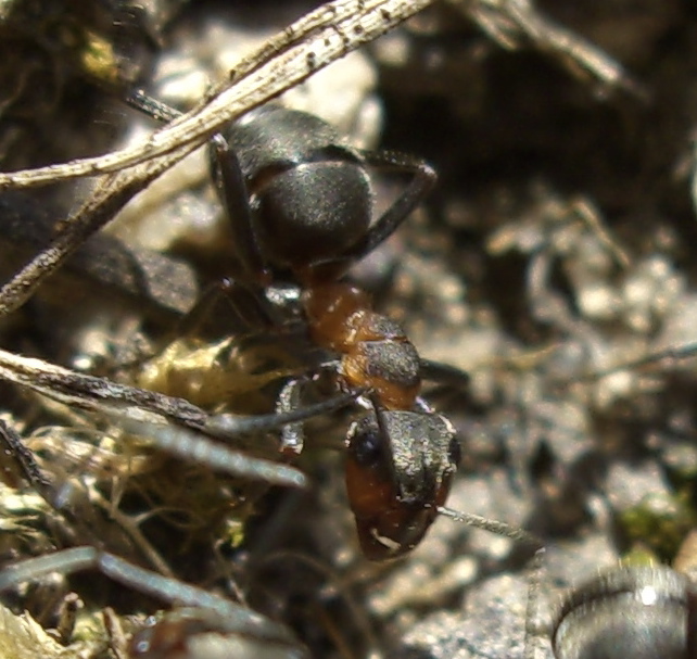 Formica pratensis