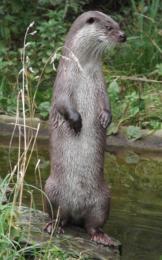 Europese otter