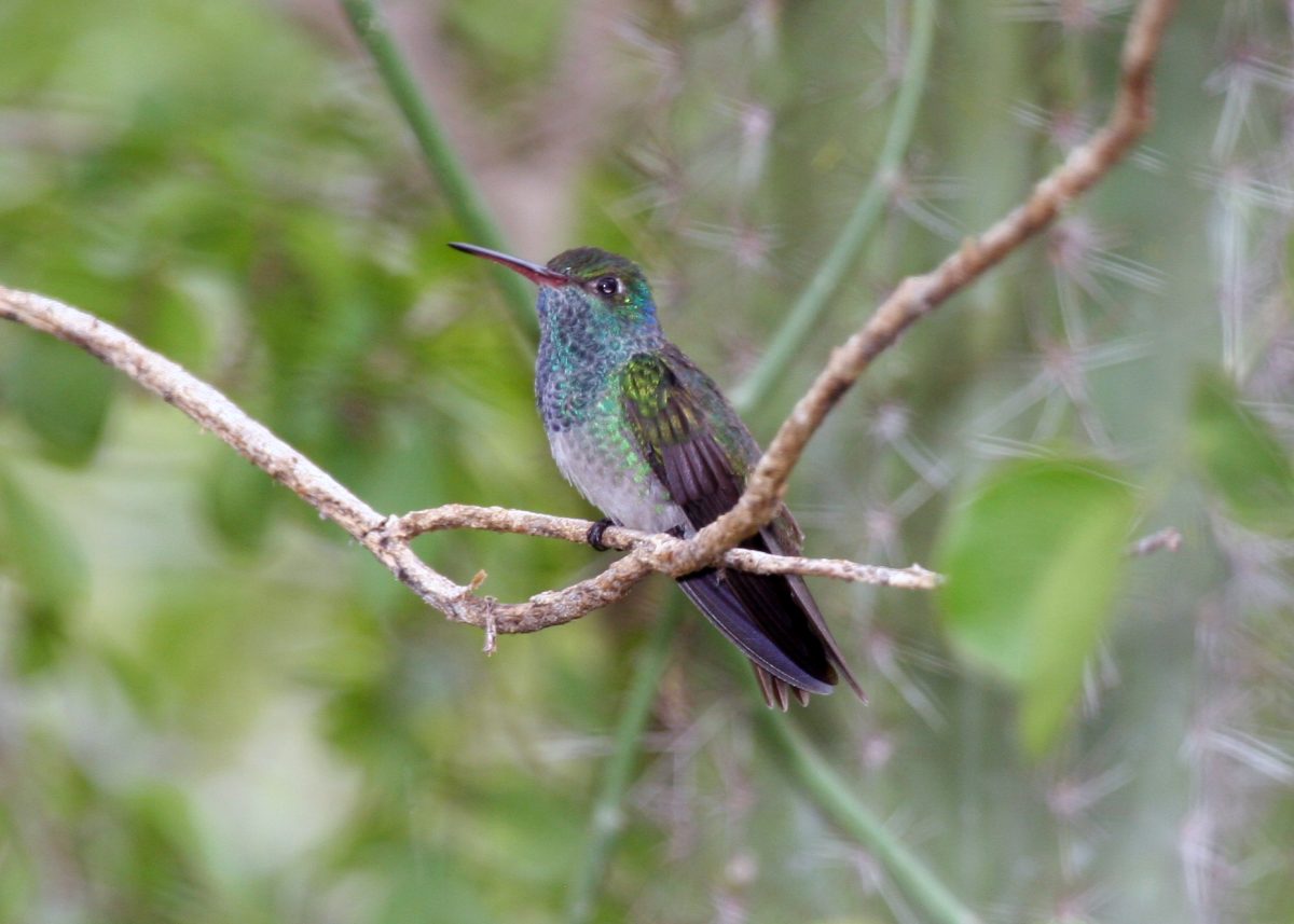 Amazilia luciae