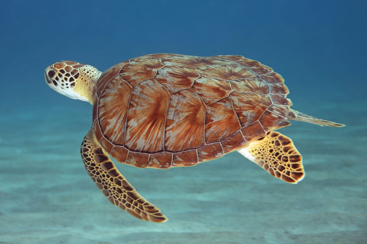 soepschildpad