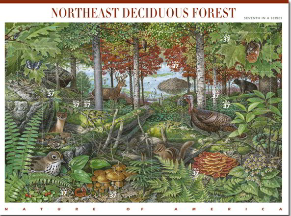 05_ndforest37_f2[1]