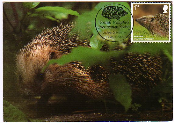 100413_hedgehog001[1]