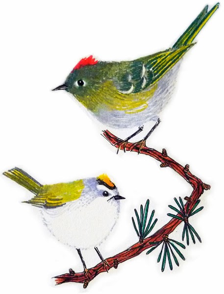 10490-rb-gc-kinglet[1]