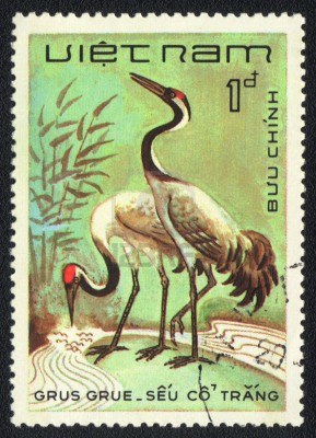 13840609-vietnam--circa-1980-a-stamp-printed-in-vietnam-shows-common-crane--grus-grus--from-series-circa-1980[1]