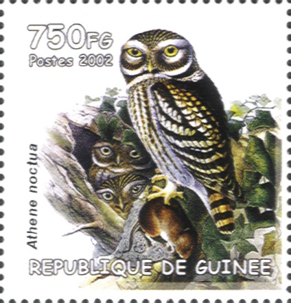 2005Guinea_html_7ee9646b[1]