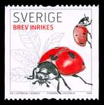 2008-insect-ladybug-vertical-coil-single_nh-vf_r_s[1]