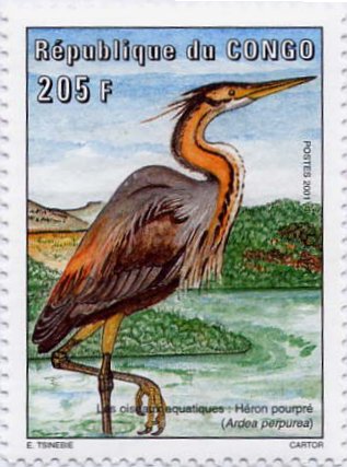 205-purple-heron[1]