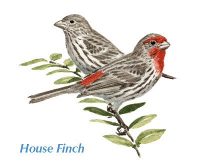 23_house_finch[1]