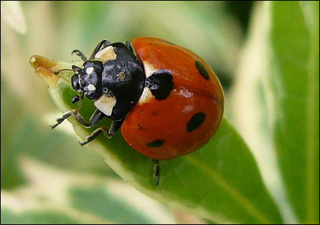 24_2ladybird_455x320[1]