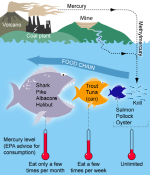 300px-MercuryFoodChain-01[1]
