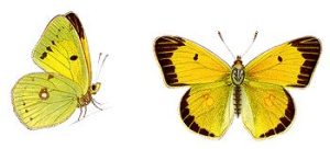350px-Colias_croceus_-_Postillon[1]