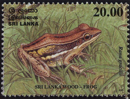 New research suggests pesticides are playing a significant and previously unknown role in the global decline of amphibians