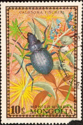 5236009-postal-stamp-ground-beetles-or-carabids-are-collective-terms-for-the-beetle-family[1]