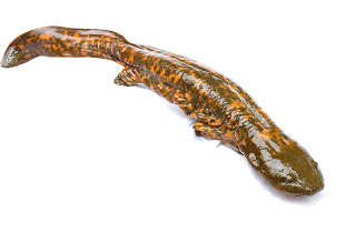 The Hellbender, one of the largest species of salamander in the world, has struggled for decades to survive in Ohio’s streams