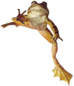 Effects of Chytrid and Carbaryl Exposure on Survival, Growth and Skin Peptide Defenses in Foothill Yellow-legged Frogs