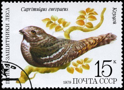 8351716-ussr--circa-1979-a-stamp-shows-image-of-a-nightjar-with-the-inscription-caprimulgus-europaeus-from-t[1]