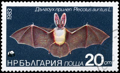 8914923-bulgaria--circa-1983-a-stamp-printed-in-bulgaria-shows-image-of-a-long-eared-bat-with-the-descriptio[1]